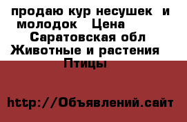 продаю кур несушек, и молодок › Цена ­ 250 - Саратовская обл. Животные и растения » Птицы   